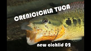 Crenicichla tuca from Iguassu quotBotoxquot pike cichlidm NEW CICHLID 02 [upl. by Bandler702]