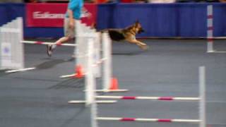 German Shepherd at the AKC Agility Invitational 2008 [upl. by Yhtomiht]