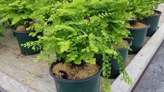 Best Garden Ferns  Adiantum pedatum Maidenhair Fern [upl. by Eemak]