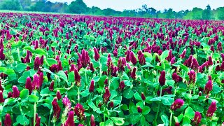 Reproduce your own crimson clover Grow your own seeds Super easy [upl. by Loralee]