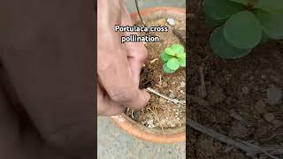 How to do cross pollination in Portulaca flowers gardening portulaca plants crosspollination [upl. by Stanwinn]