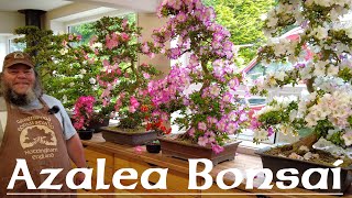 Cutting an Azalea Hard Back  Greenwood Bonsai [upl. by Gable]