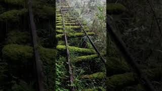 Dramatic Rainstorm Footage Natures Power Unleashed [upl. by Ominorej769]