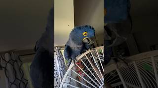 Hyacinth Macaw Talking [upl. by Anilrats]