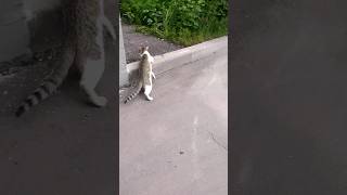 Экскурсии по московским🐈котикам😻выпуск 1 район м Бабушкинская СВАО 15062024 [upl. by Hilde857]