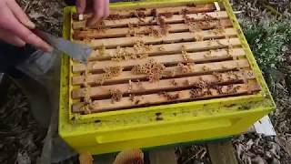 Apis mellifera mellifera lthl B24CS Супер весна [upl. by Atwood]