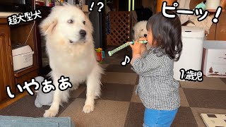 【爆笑】１歳児がおもちゃで遊んでいたら急にビビり倒し始めた超大型犬が面白すぎましたw｜グレートピレニーズampオールドイングリッシュシープドッグampトイプードル [upl. by Adnouqal732]