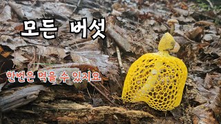 직접 먹어볼 수도 없고 확실하지 않으면 비 식용입니다 [upl. by Endora]