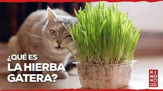 ¿Qué es la HIERBA GATERA 🐱🌱【Dudas y Beneficios ✅】 [upl. by Ivgnout]