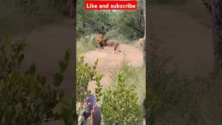 African wildlife safari 🦁lion wildlifeckbgoatfarm cat cow animals youtubeshorts [upl. by Errot]