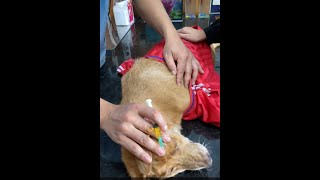 Treatment distemper diseases on dog [upl. by Latashia]