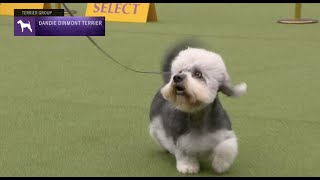 Dandie Dinmont Terriers  Breed Judging 2023 [upl. by Fortin]