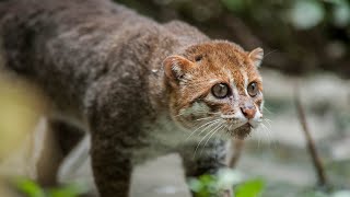 FlatHeaded Cat Prionailurus Planiceps Discovering the Enigmatic Feline of Southeast Asia [upl. by Auqemahs220]