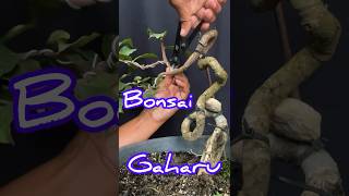 PROGRAM BONSAI GAHARU  Aquilaria Malaccensis [upl. by Yenahs]