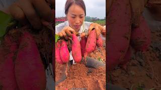 Digging Sweet Potato 🍠🍠 from Farm by Rural Farmer satisfying shortsvideo [upl. by Ioves4]