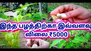 physalis minima tamil  சொடக்கு தக்காளி [upl. by Aitsirt]