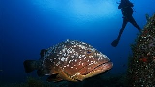 Buceo en Islas Columbretes [upl. by Kristine]