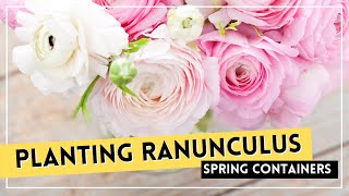 SPRING CONTAINER GARDEN  How To Grow Ranunculus In Containers [upl. by Stannfield327]