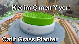 Kedi Çimen Yer l Catit Grass Planter [upl. by Biel177]