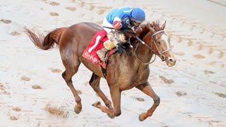 The Smarty Jones Stakes  2022  Dash Attack [upl. by Eenram]