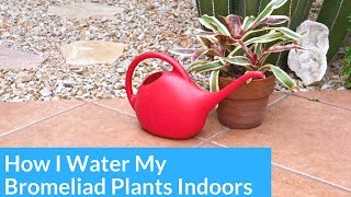 How I Water Bromeliads Growing Indoors  Joy Us Garden [upl. by Magnus]