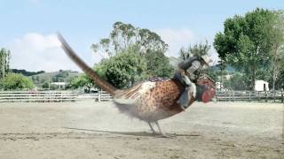 drench pheasant rodeo ad official [upl. by Kcirej290]