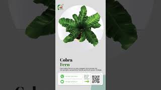 Stunning Showcase of the Cobra Fern An Indoor Beauty [upl. by Trinette]