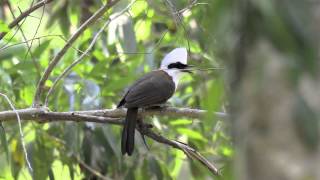 Whitecrested Laughingthrush [upl. by Baun]