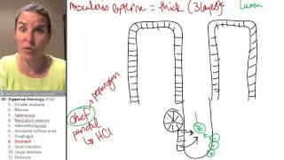 Digestive histology 8 Stomach [upl. by Anahsal]