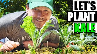 Planting Kale Tips For Better Harvests [upl. by Alyos]