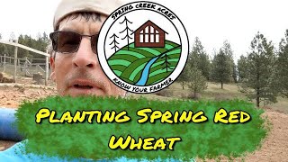 Planting Spring Wheat [upl. by Erma]