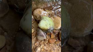 Harvesting the most beautiful pearls on the planet pearl clam [upl. by Eerased]