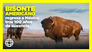 Bisonte Americano reaparece en México después de 100 años de ausencia [upl. by Zechariah]