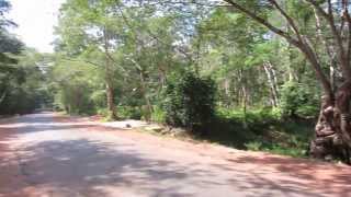 Extremely loud Cicada chorus in the jungle of Cambodia near Angkor Wat [upl. by Adnim]