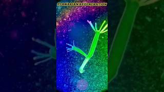 How Planarian Regenerate shorts facts shortvideo [upl. by Paz]