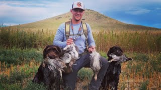 Montana upland hunting 2023 mittendrahthaars montana sharptail [upl. by Kaliope988]