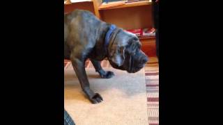 Neapolitan Mastiff quotBalooquot Barking [upl. by Ania]