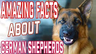 10 Most Interesting Facts About German Shepherd [upl. by Ahseram]