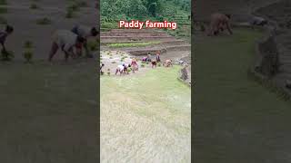 paddy farming in Nepal [upl. by Damita535]