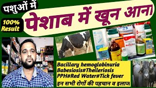 Bacillary Hemoglobinuriaपेशाब में रक्त आनाBabesiosisTheilerosisPPHRed Water इनकी पहचान व इलाज [upl. by Ramos]