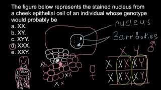 Barr bodies and genetic disorders [upl. by Garret]