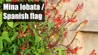 Mina lobata  Spanish flag vine  Amazingly beautiful vine to grow at home [upl. by Ahsil]