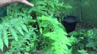 Male Fern – A Medicinal Herb [upl. by Carlen318]