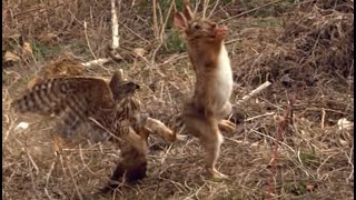 Goshawk tries to kill a rabbit goshawkrabbithunting [upl. by Selegna750]