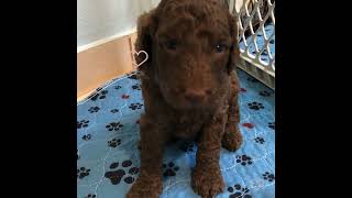 Brownie amp Reds Goldendoodle Standard August 2024 [upl. by Auric]