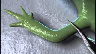 Salamander Limb Regeneration — HHMI BioInteractive Video [upl. by Kirit]