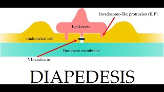 L38 Extravasation Diapedesis Understanding the Molecular Mechanisms Part 3 [upl. by Kohn]