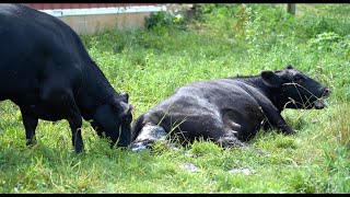 HEIFER COW GIVES BIRTH WATCH GRANDMAS EXCITEMENT [upl. by Zea]