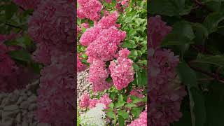 La longue floraison des Hydrangea paniculata [upl. by Papst]