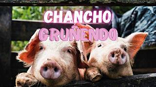 Sonido de chancho  El sonido de los animales efectosdeaudio chancho animales sonidos granja [upl. by Ethben870]